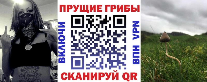 наркота  Пугачёв  маркетплейс какой сайт  Псилоцибиновые грибы Psilocybine cubensis 